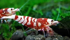  red fancy Tiger shrimp 10 pcs size approximately 1.7~0.7.