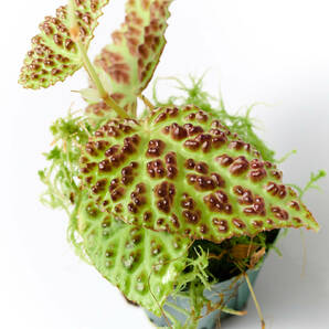 【観葉植物】 ベゴニア ドラコペルタ 画像の１ポット (管理記号C)の画像3