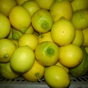 レモン ほぼ無農薬1、5リットルペットボトル箱満杯約8キロ和歌山 産品種かわりました少し小さなレモンですが、果肉多いです。の画像1