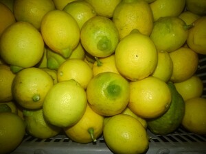 レモン　ほぼ無農薬1、5リットルペットボトル箱満杯約8キロ和歌山 産品種かわりました少し小さなレモンですが、果肉多いです。