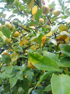 レモン　ほぼ無農薬です 和歌山産　品種かわりました少し小さなレモンですが果肉多いです。