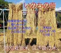 令5年南信州産　はざ掛け米　特別栽培米【いのちの壱】玄米24kg 　送料無料_画像2