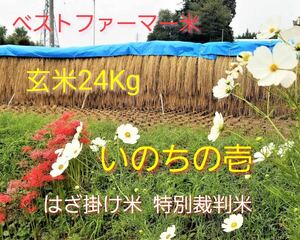 令5年南信州産　はざ掛け米　特別栽培米【いのちの壱】玄米24kg 　送料無料