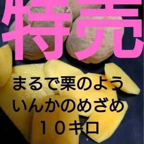 いんかのめざめ　１０キロ