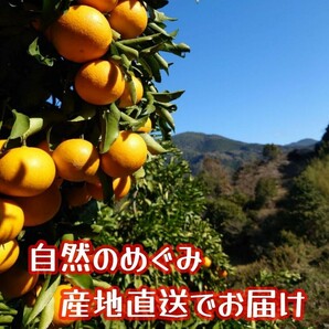 清見オレンジ 訳あり品 木熟 和歌山県産 １０kg の画像3