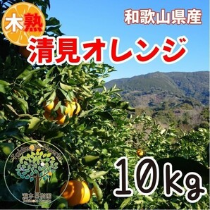 清見オレンジ　木熟　葉付き　家庭用　10kg