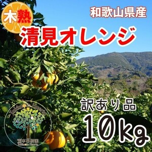 清見オレンジ　訳あり品　木熟　和歌山県産１０kg　