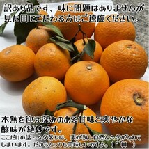 清見オレンジ　訳あり品　木熟　和歌山県産１０kg　_画像4