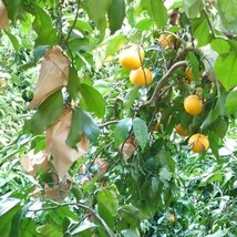 清見オレンジ　訳あり品　木熟　和歌山県産１０kg　_画像3