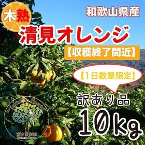 清見オレンジ　訳あり品　和歌山県産　木熟　１０kg