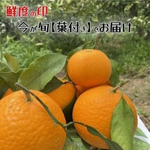 清見オレンジ　葉付き　秀品　贈答品 １０kg　木熟　和歌山県産_画像5