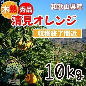 清見オレンジ　葉付き　秀品　贈答品 １０kg　木熟　和歌山県産