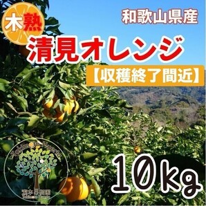 清見オレンジ　葉付き　家庭用　10kg　木熟　和歌山県産　サイズ混合