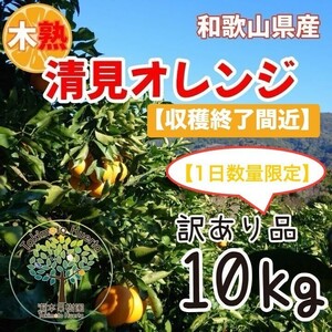 清見オレンジ　訳あり品　木熟　和歌山県産　１０kg　