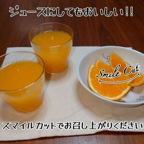 清見オレンジ 訳あり品 木熟 和歌山県産 １０kgの画像9