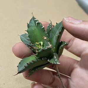 XB40多肉植物 高級品種 アガベ チタノタ 狼人の画像6