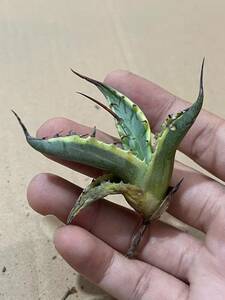 アガベ　屈原の舞扇　錦　palmeri variegata 14