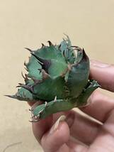 A46 多肉植物Agave titanota 巨獣 高級品種 アガベ　チタノタ　巨獣 強棘 選抜 極上株_画像4