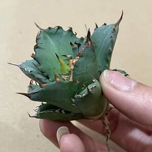 PY47 A46 多肉植物Agave titanota 巨獣 高級品種 アガベ チタノタ 巨獣 強棘 選抜 極上株の画像2