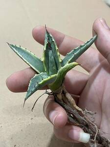 A11 多肉植物 アガベ　モンタナ　ティファニー　斑入り　極上斑　特選優良株　レア　Agave montana Tiffany 全写真現品