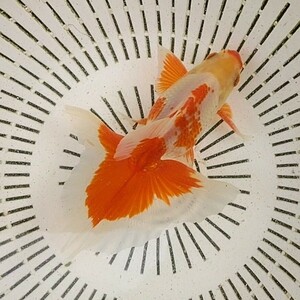 【よし蝶】トリカラー土佐錦F1　二歳　13cm （検索用　蝶尾　出目金　土佐金　金魚）