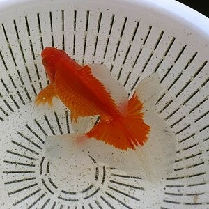 【よし蝶】トリカラー土佐錦F1　2歳　13cm（検索用　蝶尾　出目金　土佐金　金魚）