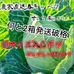 農家直送甘い春キャベツ約80サイズ入るだけ2箱発送！