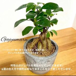 数量限定そのまま飾れる多幸の木　大　カジュマル　観葉植物　インテリアグリーン