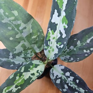 正規タグ付き Aglaonema ピクタム ちゃんぷーる アグラオネマの画像2