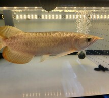 愛魚を真っ赤に仕上げる　1500水槽用(142㎝)　テンニングライト　真紅AROWANA TANNING LIGHT　紅龍　金龍　アロワナ　LED2700K　3列LED_画像1