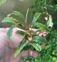 Bucephalandra sp. “Pakak 3” 【MF0417-5A】3株　ブセファランドラ MF便　水中葉_画像2