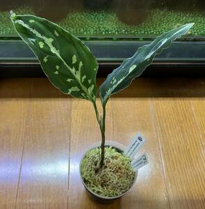 Aglaonema pictumちゃんぷーるBNN from Sibolga timur【AZ0322-2e】　アグラオネマ　ピクタム　AZ便　管理タグ付