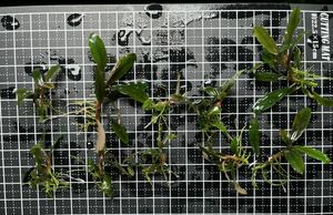 Bucephalandra sp.”kualakuayan Type1” 10株 水中葉　ブセファランドラ クアラクアヤン1 大量