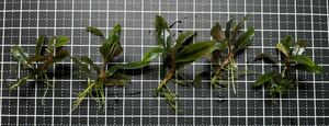 Bucephalandra sp.”kualakuayan Type1”5株 水中葉　ブセファランドラ クアラクアヤン1