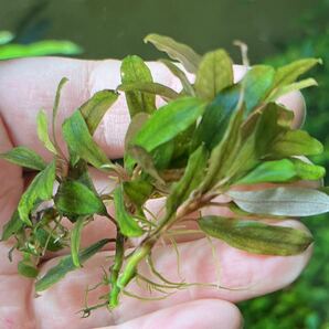 Bucephalandra sp.”kualakuayan Type1”5株 水中葉 ブセファランドラ クアラクアヤン1の画像2