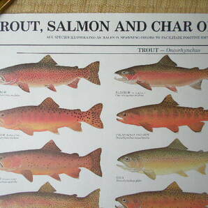 ポスター(トラウト・サーモン)ラミネート加工「TROUT,SALMON AND CHAR OF NORTH AMERICA 」 未使用品 アメリカ製 送料込みの画像3