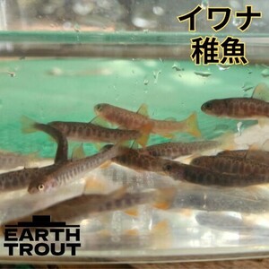 数量指定可能　ニッコウイワナ　50匹　5cm前後　稚魚　ヤマメ　ヒメマス　注意事項あり