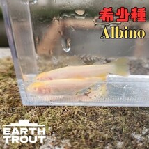 超希少　アルビノニッコウイワナ　3匹　5cm前後　稚魚　必要な方のみおまけ有　_画像1