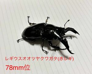 レギウスオオツヤクワガタ(赤レギ) 新成虫ペア 