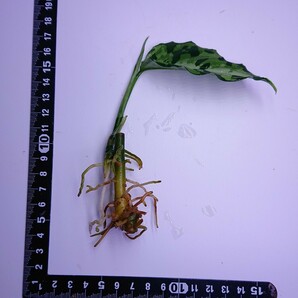 アグラオネマ  クシャトリヤ Aglaonema pictum Kshatriya UC from sibolga timur 【AZ 0313-1f】の画像9