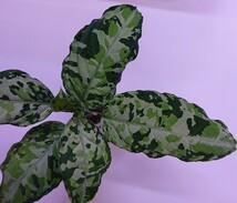 アグラオネマ コルセア Aglaonema pictum Corsair 【AZ0216-1d 】_画像2