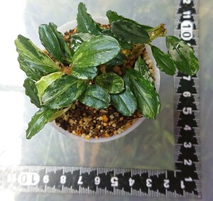 Bucephalandra ブセファランドラsp バリエガータ 鉢ごと 