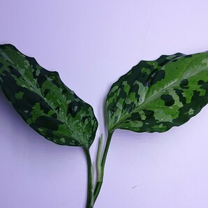 アグラオネマ コルセア Aglaonema pictum Corsair 【AZ0216-1d 】の画像6