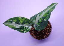 アグラオネマ コルセア Aglaonema pictum Corsair 【AZ0216-1d 】_画像6