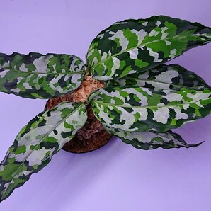 アグラオネマ Aglaonema pictum tricolor “Deep Forest” アグラオネオネマ ディープ フォレスト の画像1