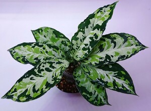  UGG laonemala plus Aglaonema pictum Laplace UC Sibolga timur[AZ0213-5C]