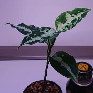 アグラオネマ クシャトリヤ Aglaonema pictum Kshatriya UC from sibolga timur 【AZ 0313-1f】の画像5