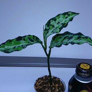 アグラオネマ ラプラス Aglaonema pictum Laplace UC Sibolga timur【AZ0213-5C】大きめなサイズの画像7