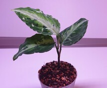 アグラオネマ コルセア Aglaonema pictum Corsair 【AZ0216-1d 】_画像6