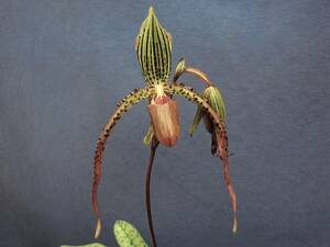 Paph.Ulter